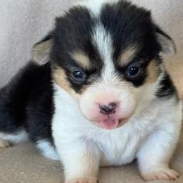 Girl 3 - Black and tan female Pembroke Welsh Corgi puppy in Huntington Beach, California from Gingerbread