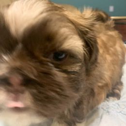 Shih Tzu Puppies from Angela's Shih Tzus