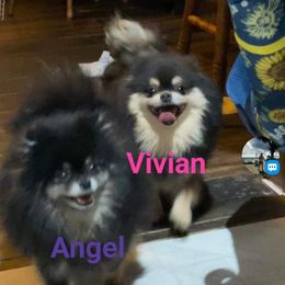 Vivie - Pomeranian