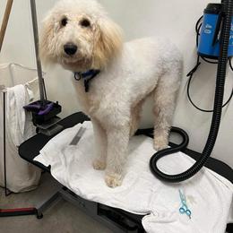 Lila - Goldendoodle