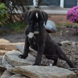 Boxer Puppies from Euro Boxx Boxers
