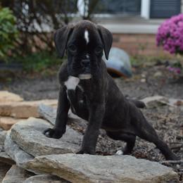 Boxer Puppies from Euro Boxx Boxers