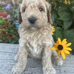 Goldendoodle Puppies from Jess’ Golden Doodles
