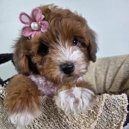 Maple - Sable female Aussiedoodle puppy in Haleyville, Alabama from The Cuddly Dood Ranch