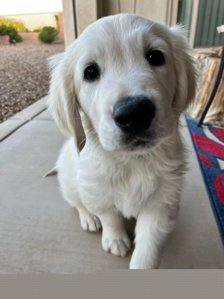 Golden Retriever Puppies from Kansas Prairie Pups