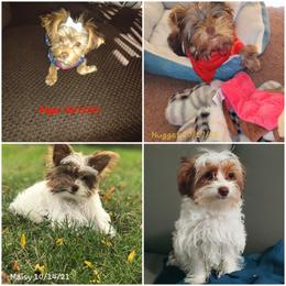 Yorkshire Terrier Puppies from Casey Clan Yorkies