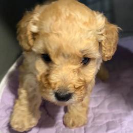 Cash - Apricot male Poodle puppy in Birmingham, Alabama from Stormborn