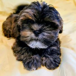 Phinneas - Brindle male Lhasa Apso puppy in Hillsboro, Oregon from Luv-N-Laughter Lhasa Apsos