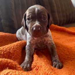 Teal Collar - Liver roan male German Shorthaired Pointer puppy in Covington, Georgia from Peters Built Pointers
