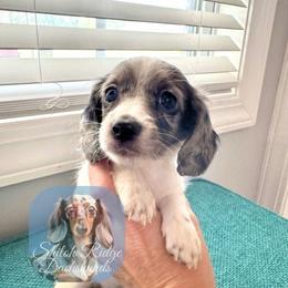 Piper - Piebald female Dachshund puppy in Adamsville, Tennessee from Shiloh Ridge Dachshunds