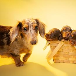 Dachshund and French Bulldog Puppies from Slinky Doxie 305
