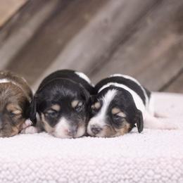 Dachshund Puppies from Prima Dachshunds