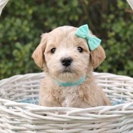 Darcy - Apricot female Goldendoodle puppy in Hendersonville, Tennessee from Ben's Best Buddy Goldendoodles