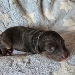 Bolt - Brown merle male Aussiedoodle puppy in Redding, California from House Merrills Minis and Doodles