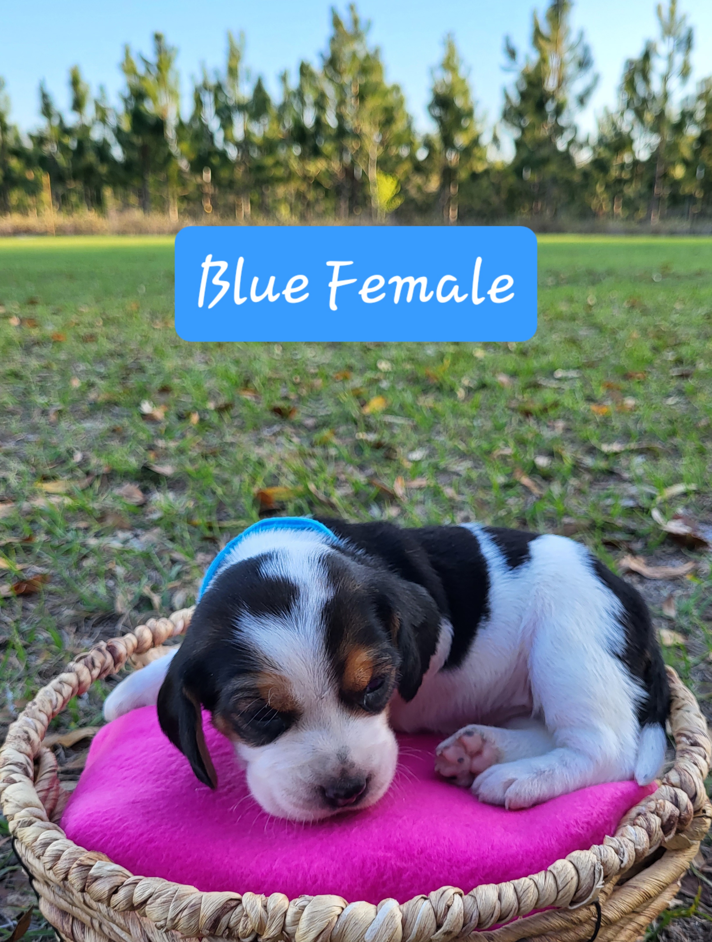 Beagle Puppies from Pridgeon Beagles