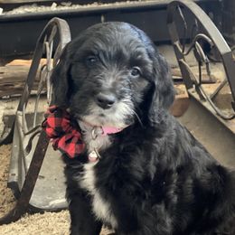 Jovie - Goldendoodle