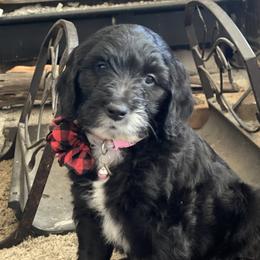 Jovie - Goldendoodle