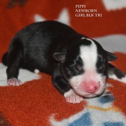 Pippi - Black tri female Miniature Australian Shepherd puppy in Patterson, North Carolina from DreamLine Aussies