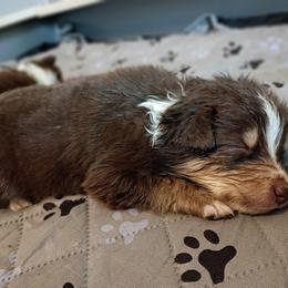 Dewey (Blue collar) - Red tri-color male Australian Shepherd puppy in Okeechobee, Florida from Rothsolid Puppies
