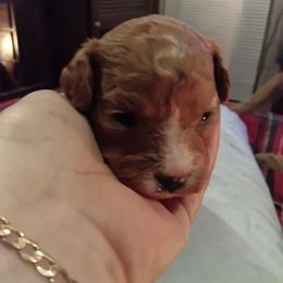 Boy 1 - Red male Cavapoo puppy in Salisbury, North Carolina from Carolina Canines