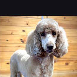 Dallas - Poodle