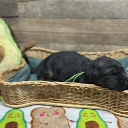 Green - Yasko - Black and red male German Shepherd puppy in Iola, Wisconsin from Aus Hütehunde German Shepherds
