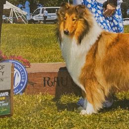 Arti - Collie