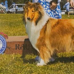 Arti - Collie