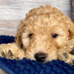Goldendoodles from Dover Doodles FL