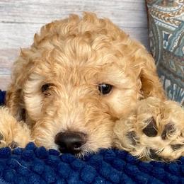Goldendoodles from Dover Doodles FL