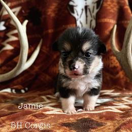 American Corgi Puppies from 5H Corgis