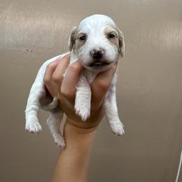 Sam - Cream male Dachshund puppy in Nashville, Arkansas from Cuddles n Curls