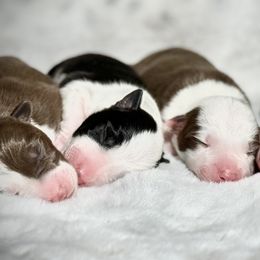 Border Collie Puppies from Apex Border Collies