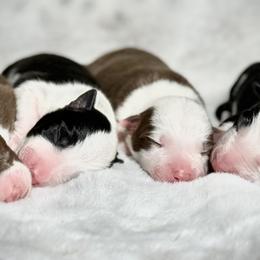Border Collie Puppies from Apex Border Collies