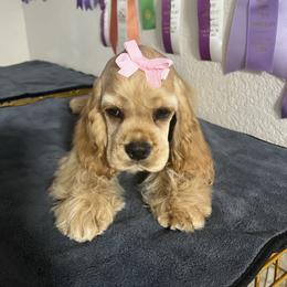 Lily - Buff female Cocker Spaniel puppy in Moreno Valley, California from Joker Karr’s