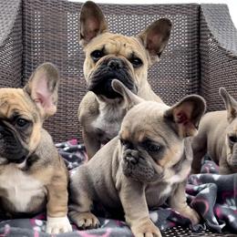 French Bulldogs from MadFol Kennels