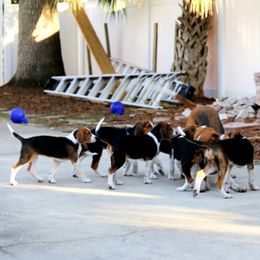 American Foxhound and American Staffordshire Terrier Puppies from Whitlow Kennel