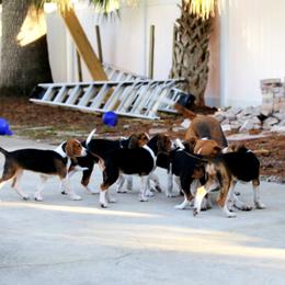 American Foxhound and American Staffordshire Terrier Puppies from Whitlow Kennel