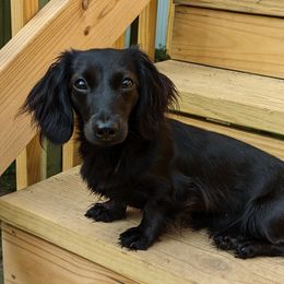 Kaori - Dachshund