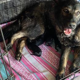 Boy 2 - Black male German Shepherd puppy in Allegan, Michigan from Parsons German Shepherds