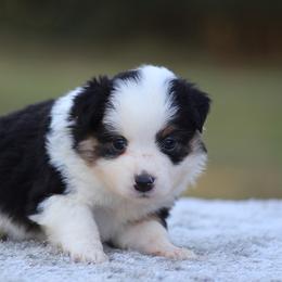 Brandy - Black tri female Toy Australian Shepherd puppy in Bauxite, Arkansas from J & B Mini Aussies