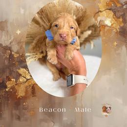 Beacon - Apricot male Goldendoodle puppy in Canton, Georgia from Teddy Puppies