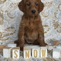 Goldendoodle Puppies from Owen-a-Doodle