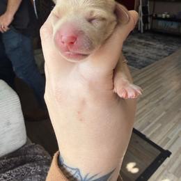 Girl 1 - Cream female Dachshund puppy in Kelso, Washington from New Age Doxies