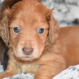Dachshund puppies from Sparkles & Spurs Mini Dachshunds