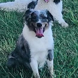 Maybelle  - Miniature Australian Shepherd