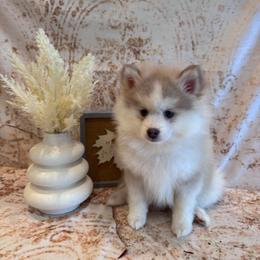 Kasey - Blue female Pomsky puppy in Bucyrus, Missouri from Hill Top Pomskies