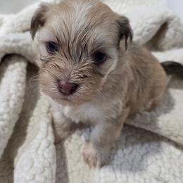 Merle male - Gold brindle male Havapoo puppy in Medina, Ohio from Momma's Minis