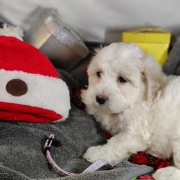 Sasha: OFA and CHIC sire - White female Coton de Tulear puppy in Westfield, North Carolina from Legacy Pets
