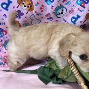 Cavachons from Lindy’s Cavachons